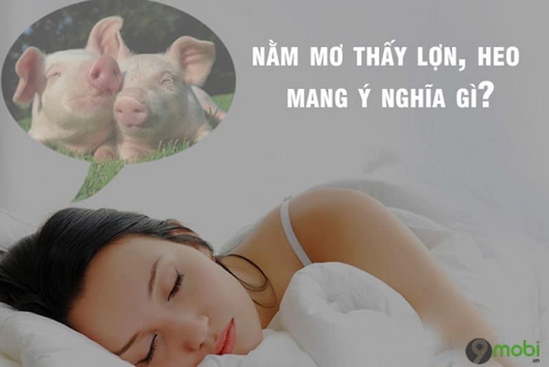 Nằm mơ thấy heo và lý giải về con số may mắn